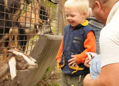 Pet Zoo